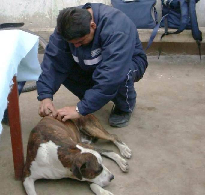 Zoonosis un reto para el CDC Perú - 6 de julio Día Mundial de la Zoonosis
