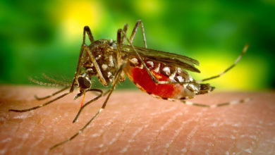 Photo of Vigilancia, prevención y control del dengue
