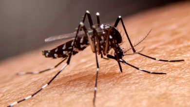 Photo of CDC Perú: Cerca de 45 mil casos son notificados por dengue en lo que va del año