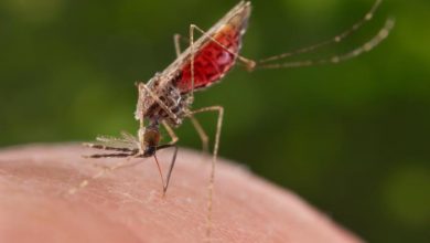 Photo of CDC Perú: Más de 15 mil casos de malaria se han notificado desde inicios del 2022