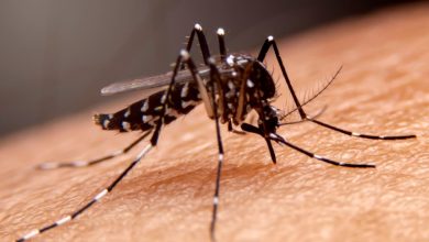 Photo of Dengue: Casos notificados están cerca de duplicarse en comparación del 2021