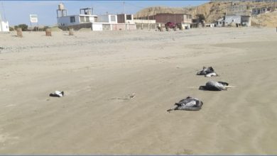 Photo of Influenza Aviar H5 altamente patógena en aves marinas en la playa “Los Cangrejos” en la provincia de Paita – Piura