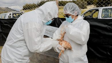 Photo of CDC Perú realizará simulación multisectorial ante la detección de un caso probable de influenza aviar en el Perú