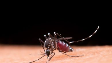 Photo of CDC Perú emite alerta epidemiológica por riesgo de presentación de brotes de gran magnitud de dengue en regiones del país por fenómeno del Niño Costero